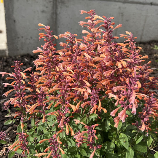 Close-up of Summerlong™ Peach Hummingbird Mint (Agastache) features orange and pink tubular flowers with green leaves, thriving in sunlight - Photo Property of Garden Crossings LLC.
