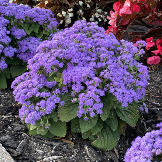 A dense cluster of vibrant, deer-resistant Artist® Blue Flossflower (Ageratum) with purple-blue flowers and green leaves grows in a garden bed mulched and bordered by pink and white blooms - Photo Property of Garden Crossings LLC