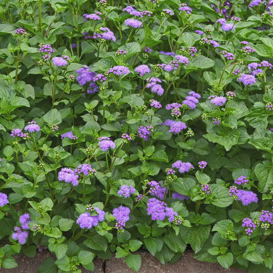 Lush green foliage covered with clusters of small, fluffy purple Monarch Magic Flossflower (Ageratum) blooms—some buds closed, others open A stone border accents the bottom edge - Photo Courtesy of Ball Horticulure, Inc.
