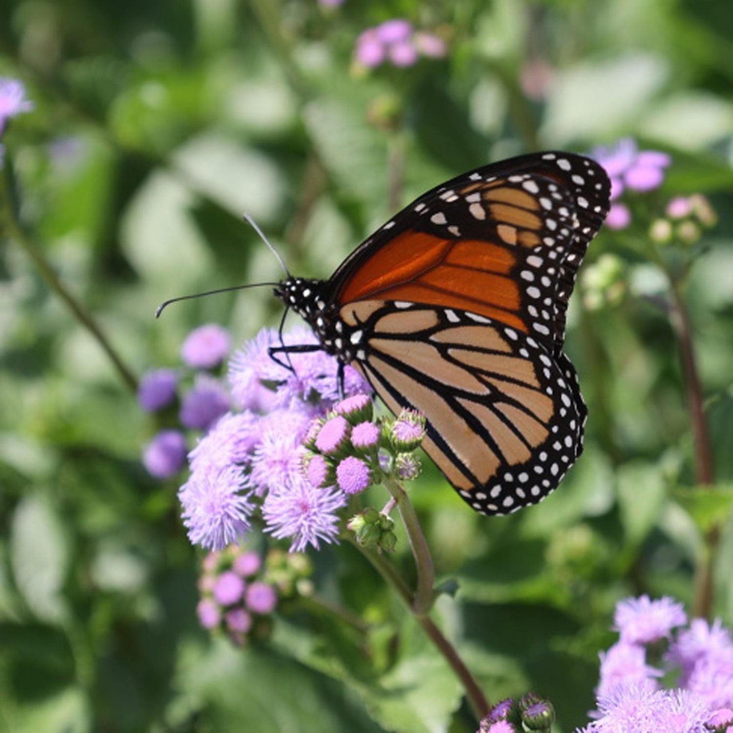 A Monarch butterfly with orange, black, and white wings rests on Monarch Magic Flossflower (Ageratum) blooms amid lush green leaves - Photo Courtesy of Ball Horticulure, Inc.