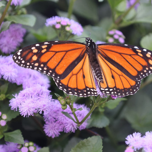 A monarch butterfly with vibrant wings lands on Monarch Magic Flossflower (Ageratum) blooms, nestled among green leaves - Photo Courtesy of Ball Horticulure, Inc.