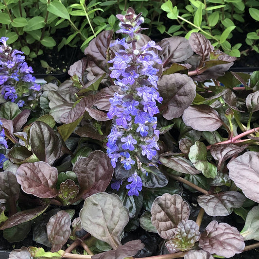 The 'Black Scallop' Bugleweed (Ajuga) features deep purple-green foliage surrounding tall spikes of vibrant purple flowers - Photo Property of Garden Crossings LLC.