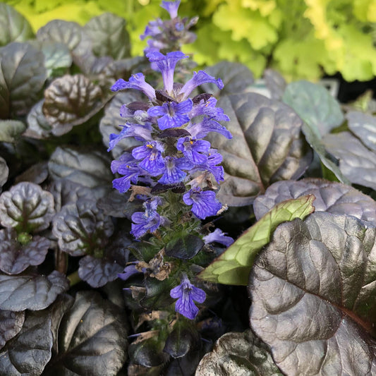 Close-up of a 'Black Scallop' Bugleweed (Ajuga) spike standing above dark, glossy, textured leaves. The blurred yellow-green foliage in the background highlights this perennial's striking groundcover appeal - Photo Property of Garden Crossings LLC.