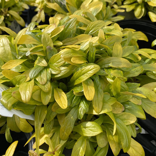 Feathered Friends® 'Cordial Canary' Bugleweed (Ajuga) - Photo Property of Garden Crossings LLC