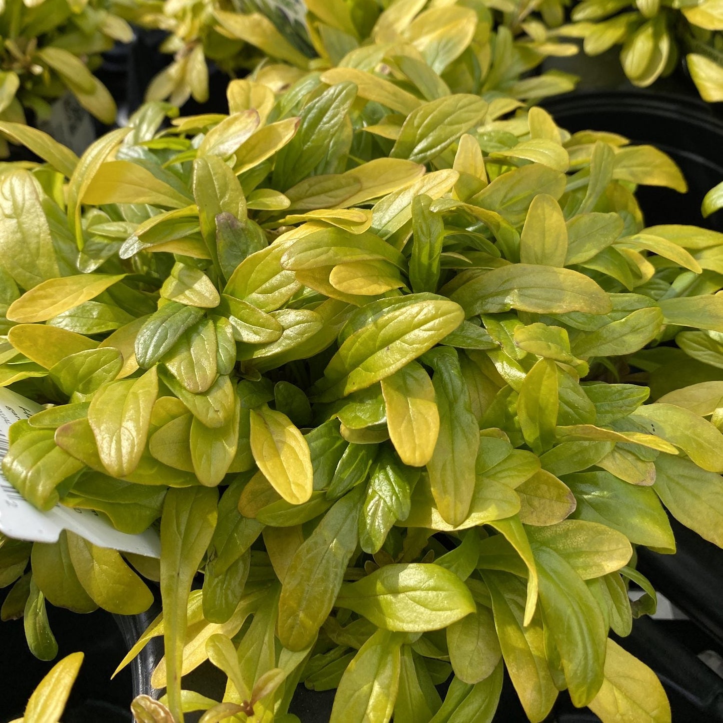 A close-up of Feathered Friends® 'Cordial Canary' Bugleweed (Ajuga) shows dense, glossy green and gold leaves with elongated oval shapes - Photo Property of Garden Crossings LLC.