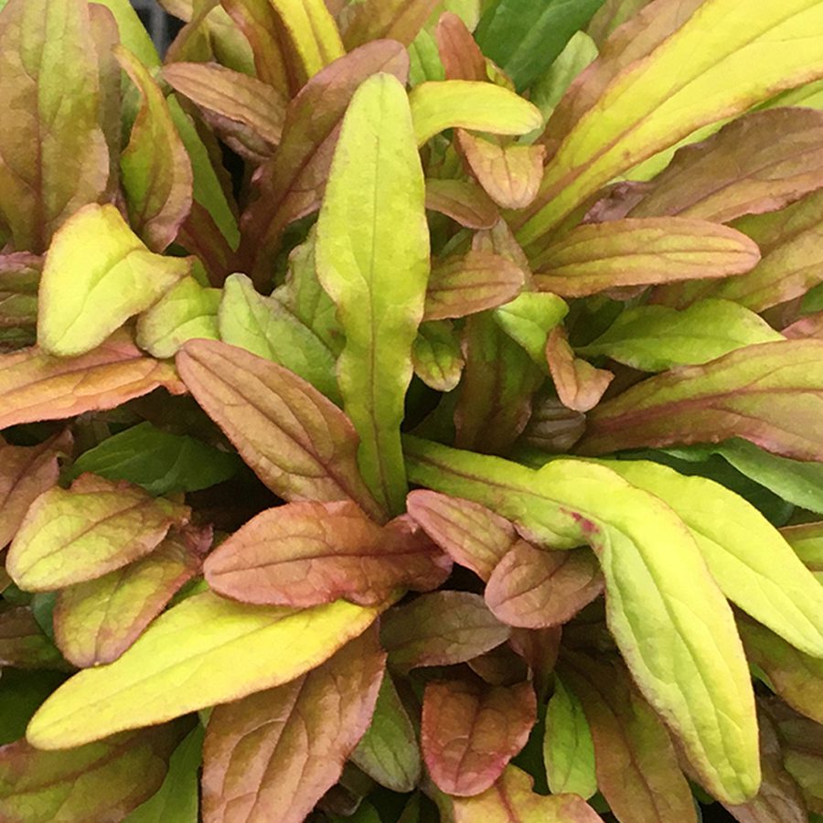 Feathered Friends® 'Fancy Finch' Bugleweed (Ajuga) - Photo Courtesy of Garden Solutions