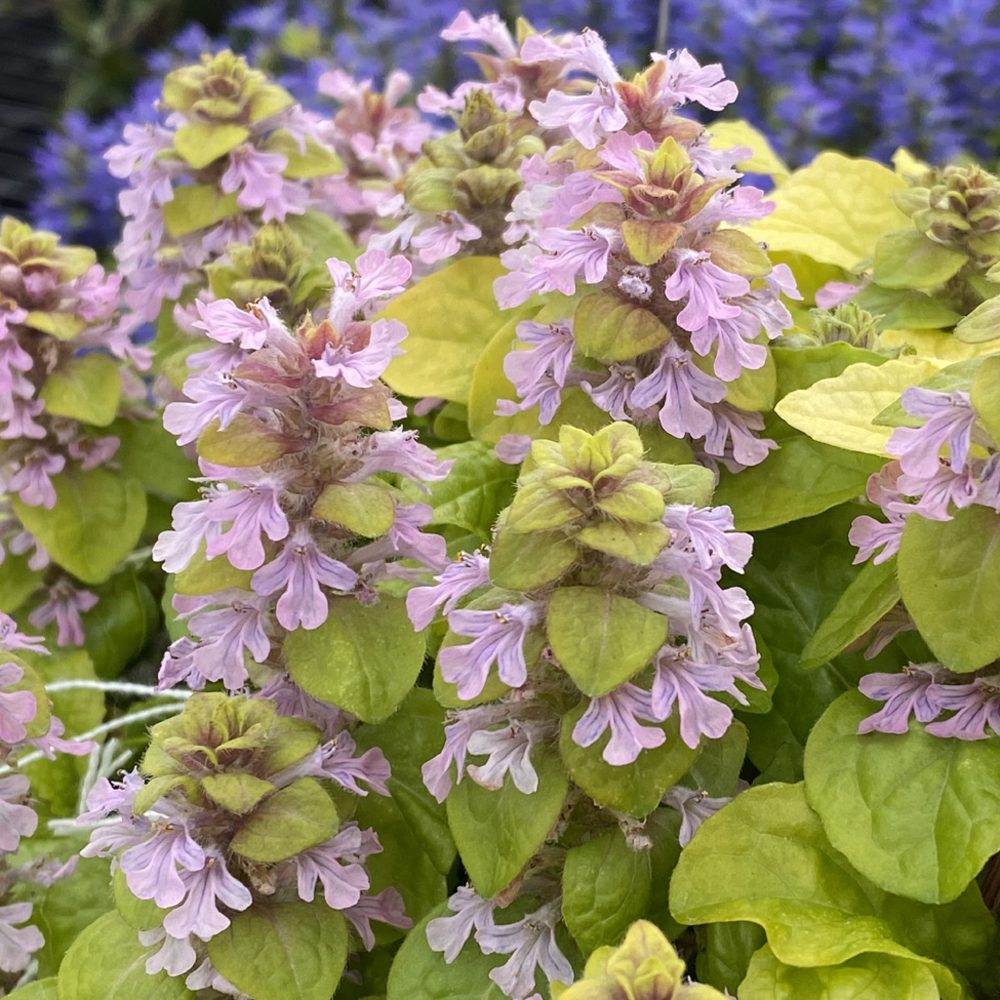 Feathered Friends® 'Flashy Flamingo' Bugleweed (Ajuga) - Photo Courtesy of Garden Solutions