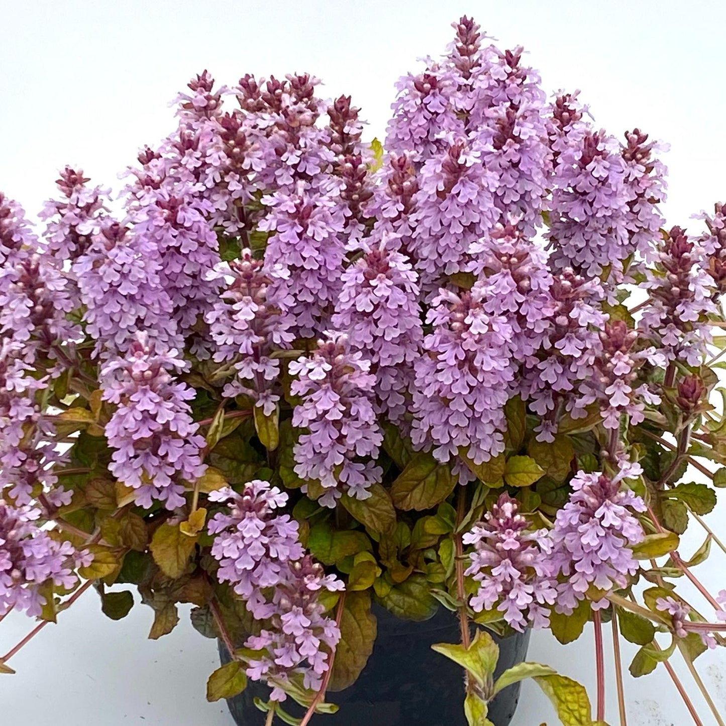 A potted Feathered Friends® 'Pink Pelican' Bugleweed (Ajuga), a ground cover perennial with dense clusters of small light purple flowers and green-red leaves, is set against a plain white background - Photo Courtesy of Garden Solutions. Decorative pot not included.