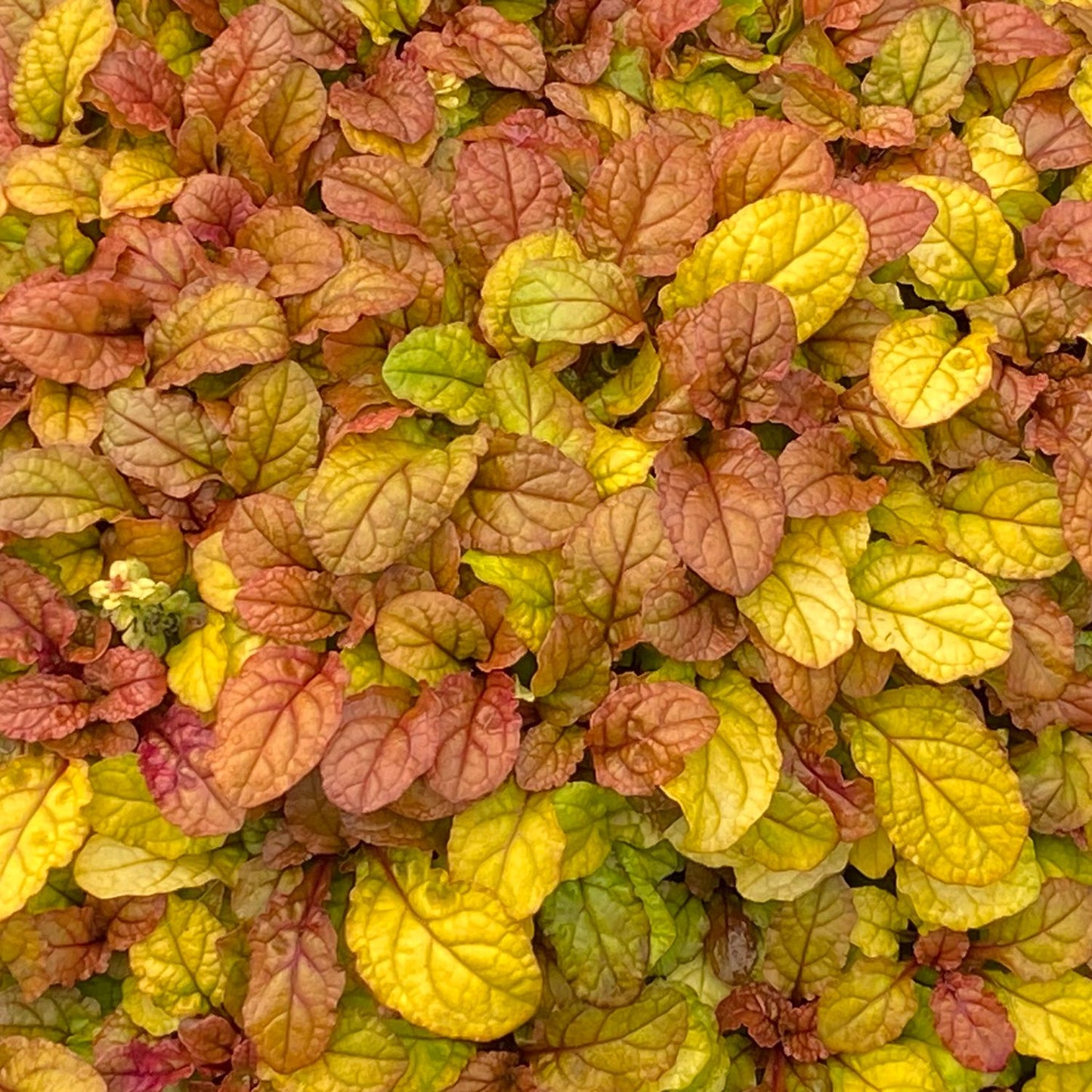 Feathered Friends® 'Pleasant Pheasant' Bugleweed (Ajuga) features a dense cluster of small, oval leaves in yellow, orange, and reddish-brown, providing vibrant textured foliage for striking shade garden displays - Photo Courtesy of Chris Hansen.