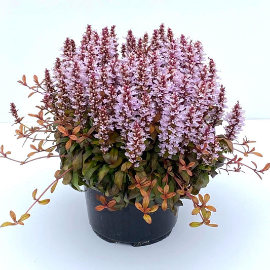 Feathered Friends® 'Rosy Robin' Bugleweed (Ajuga) - Photo Courtesy of Garden Solutions