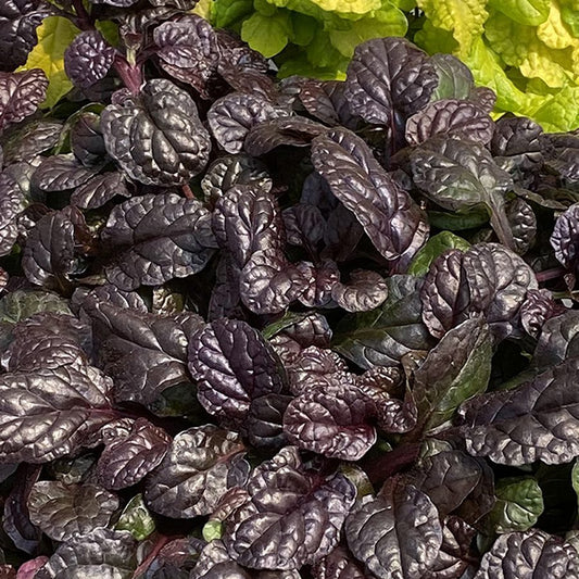 Feathered Friends® 'Fierce Falcon' Bugleweed (Ajuga) features glossy, dark purple crinkled leaves as an attractive evergreen ground cover, with hints of green and yellow foliage - Photo Courtesy of Chris Hansen.