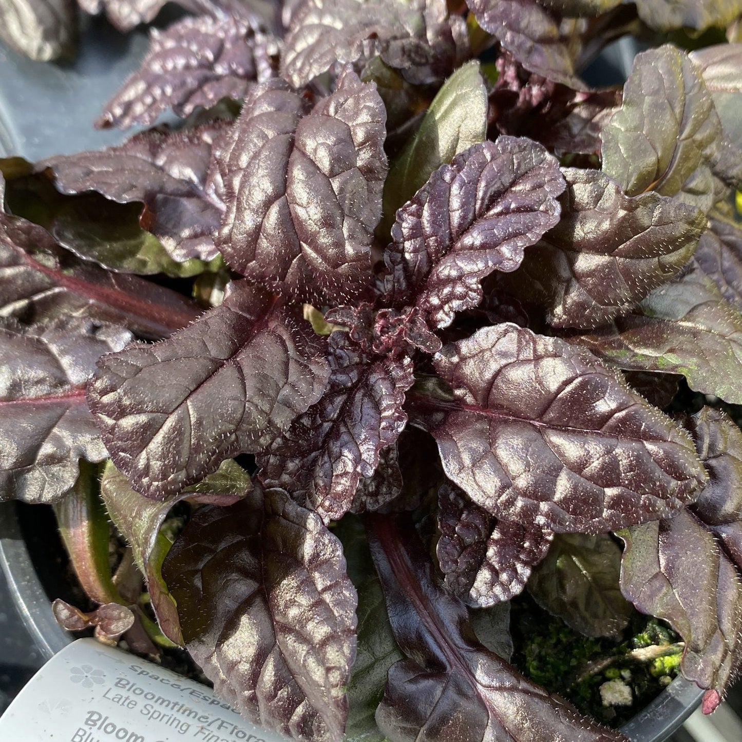 Close-up of Feathered Friends® 'Fierce Falcon' Bugleweed (Ajuga) featuring dense, glossy, dark purple crinkled leaves with green highlights - Photo Property of Garden Crossings LLC.