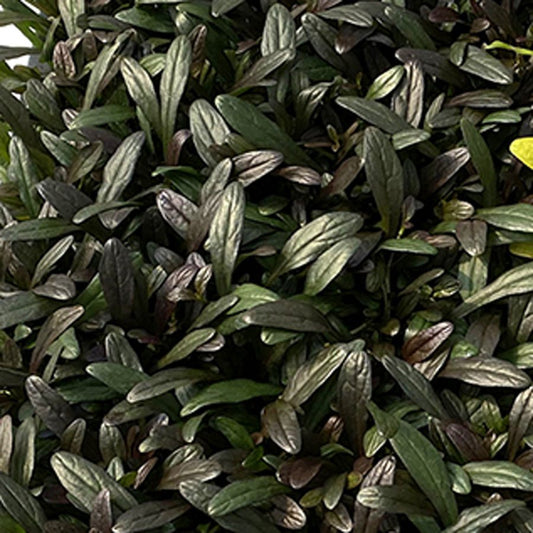Feathered Friends® 'Noble Nightingale' Bugleweed features dense clusters of narrow, glossy dark green and purplish leaves - Photo Courtesy of Chris Hansen.