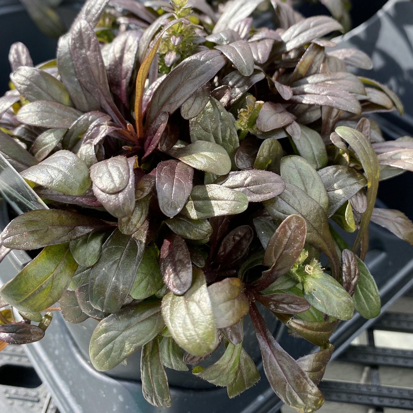 A close-up of Feathered Friends® 'Noble Nightingale' Bugleweed (Ajuga) in a tray, its dense glossy dark green and purple-tinged evergreen leaves highlighted by sunlight, showcasing unique foliage textures - Photo Property of Garden Crossings LLC.