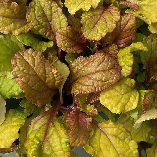 Close-up of Feathered Friends® 'Parrot Paradise' Bugleweed (Ajuga) ground cover, displaying textured, veined green and reddish-brown leaves with natural color variations - Photo Courtesy of Chris Hansen.