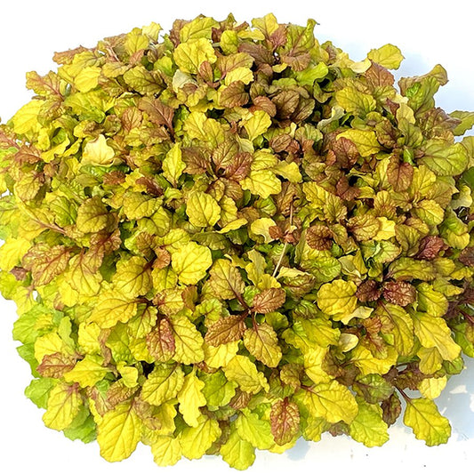 Feathered Friends® 'Parrot Paradise' Bugleweed (Ajuga) features dense clusters of yellow-green leaves with reddish-brown veins and tips, forming a rounded, evergreen foliage plant - Photo Courtesy of Chris Hansen.