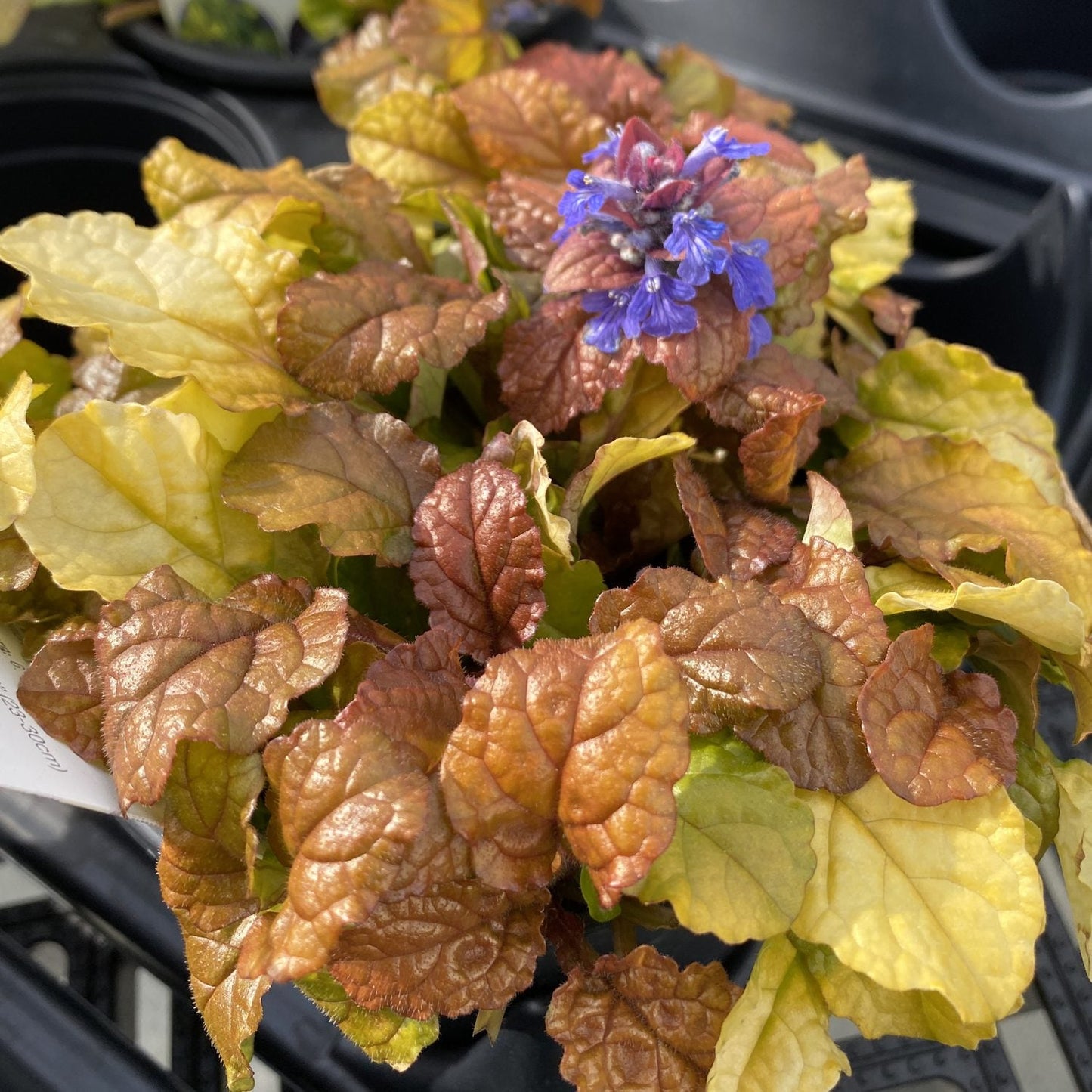 Feathered Friends® 'Parrot Paradise' Bugleweed (Ajuga) features reddish-brown and yellow-green textured leaves with central clusters of small purple-blue flowers - Photo Property of Garden Crossings LLC.