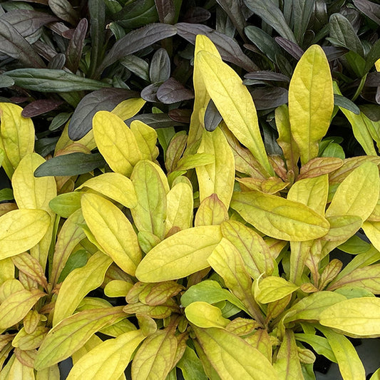 Feathered Friends® 'Petite Parakeet' Bugleweed (Ajuga) features gold small leaves that contrast beautifully with bright yellow-green and dark purple foliage, dark greenish-purple foliage is seen in the top of the image - Photo Courtesy of Chris Hansen.