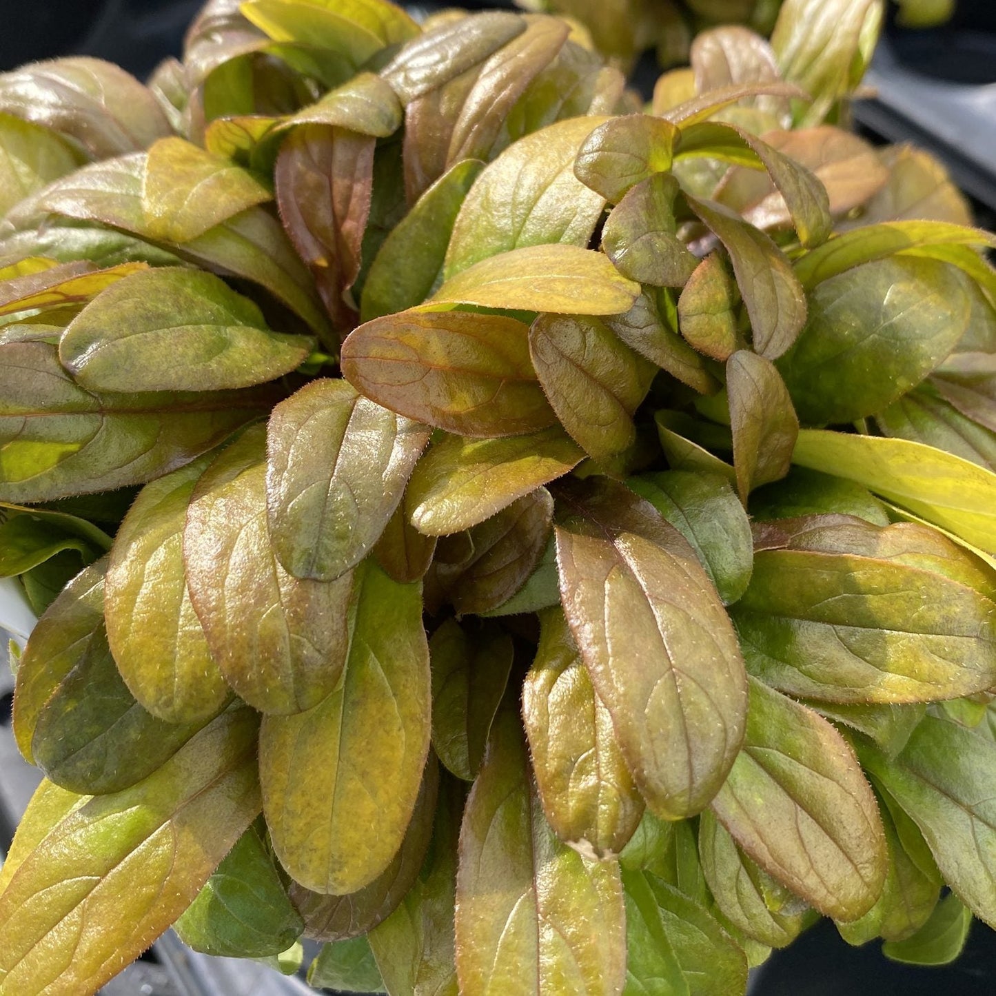 A close-up of Feathered Friends® 'Petite Parakeet' Bugleweed (Ajuga) displays dense, glossy green leaves with bronze and reddish hues - Photo Property of Garden Crossings LLC.