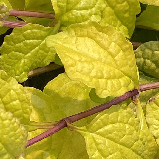 Close-up of Feathered Friends® 'Tropical Toucan' Bugleweed (Ajuga) shows vibrant yellow-green, slightly wrinkled leaves with purple stems—perfect for shade gardens or ground cover. The image highlights the plant’s striking color and texture - Photo Courtesy of Chris Hansen.