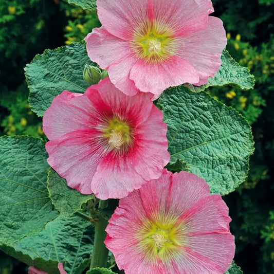 Three large, pink 'Radiant Rose' Hollyhock (Alcea) perennial flowers with pale yellow centers bloom vertically on a green stem, surrounded by broad, textured leaves and lush dark green foliage - Photo Courtesy of Swift Greenhouses