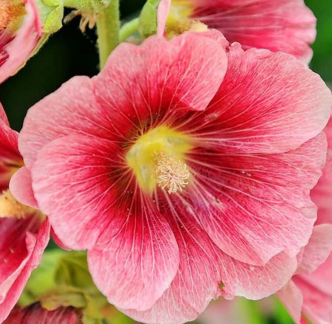 Close-up of 'Radiant Rose' Hollyhock (Alcea) flower with vibrant pink petals, a yellow center, and detailed veining, set against lush green leaves and other perennials in the background - Photo Courtesy of Swift Greenhouses