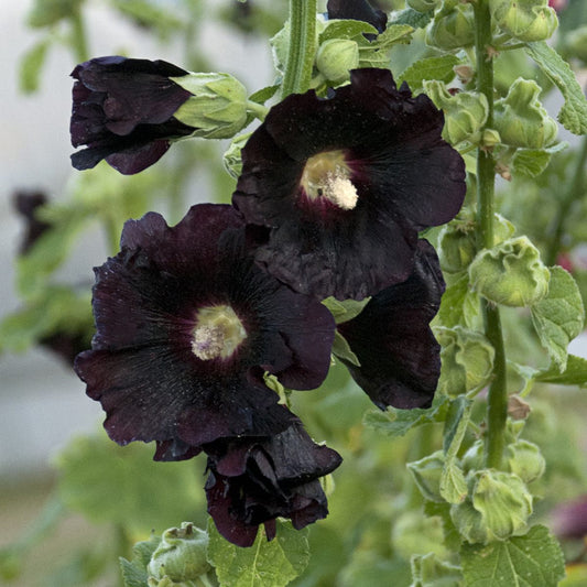Close-up of 'Blacknight' Hollyhock (Alcea), featuring striking dark purple perennial blooms with pale centers and fuzzy green stems, set against lush foliage - Photo Courtesy of Walters Gardens, Inc.