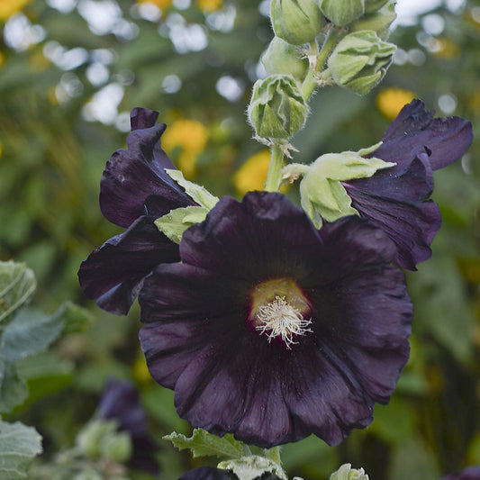 Blacknight' Hollyhock (Alcea) - Photo Courtesy of Walters Gardens, Inc.