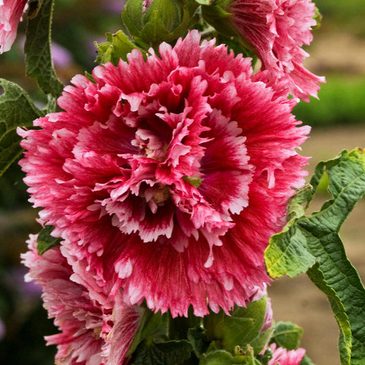 Fiesta Time' Hollyhock (Alcea) - Photo Courtesy of Walters Gardens, Inc.