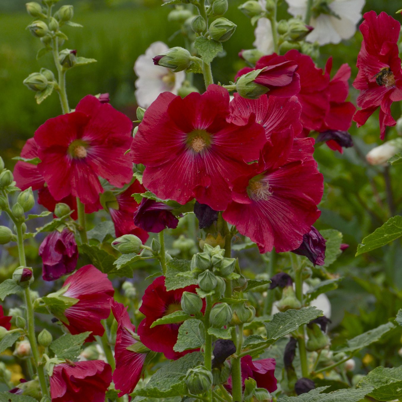 Mars Magic' Hollyhock (Alcea) - Photo Courtesy of Walters Gardens, Inc.