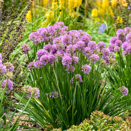 All The Buzz' Allium - Photo Courtesy of Walters Gardens, Inc.