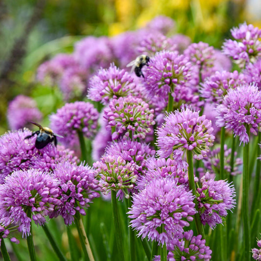 All The Buzz' Allium - Photo Courtesy of Walters Gardens, Inc.