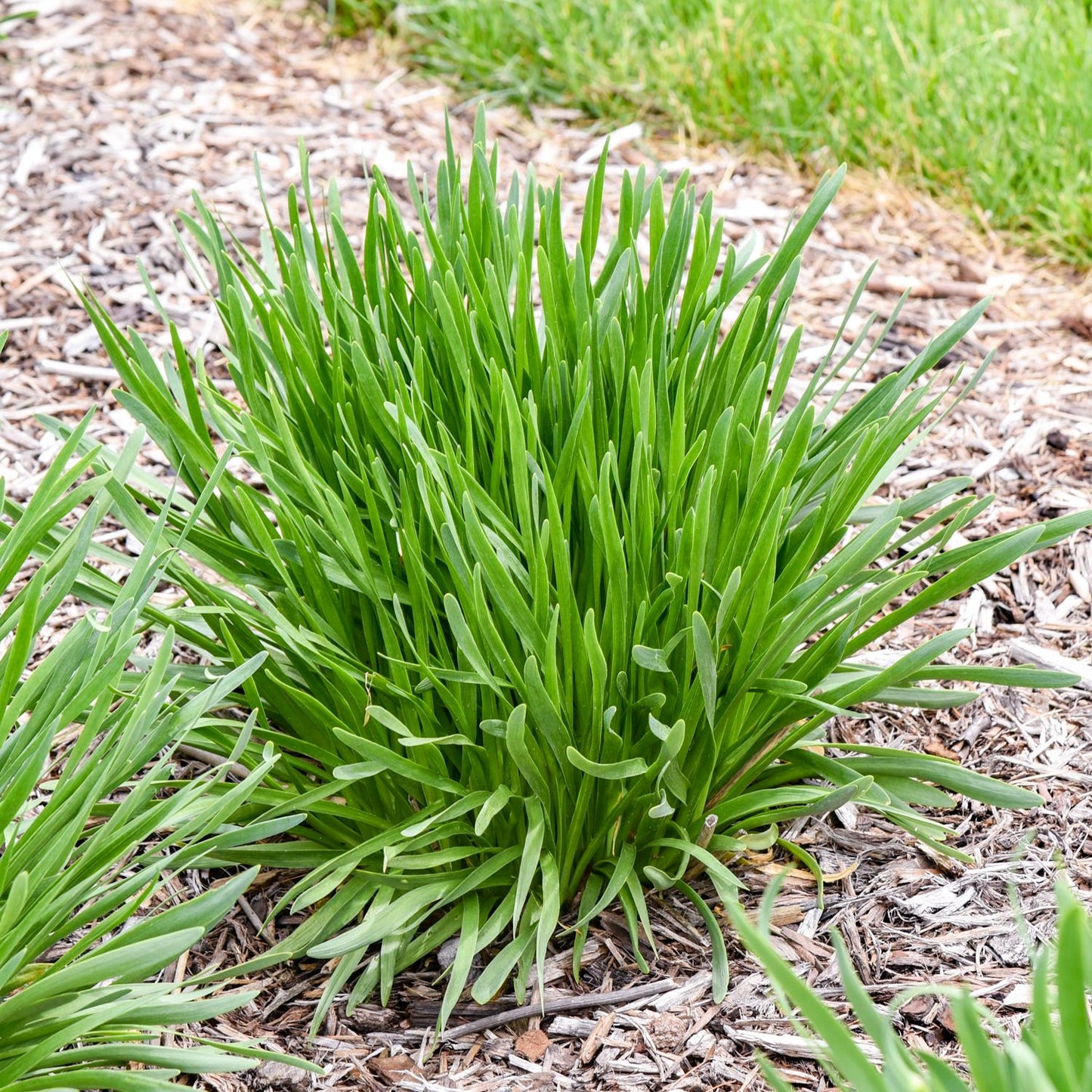 A clump of green, grass-like leaves, All The Buzz' Allium ornamental onion growing well among other plants in garden beds with wood mulch - Photo Courtesy of Walters Gardens, Inc.
