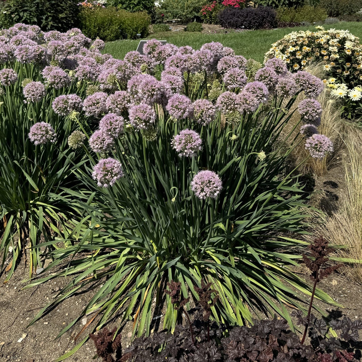 Clusters of tall, drought-tolerant 'Bobblehead' Allium with green, strap-like leaves and round lavender flower heads bloom in a garden, surrounded by grass and other pollinator-friendly plants - Photo Property of Garden Crossings LLC.