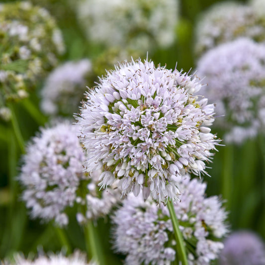 Bobblehead' Allium - Photo Courtesy of Proven Winners, Inc.
