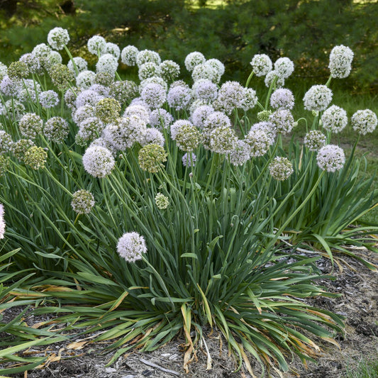 Bobblehead' Allium - Photo Courtesy of Proven Winners, Inc.