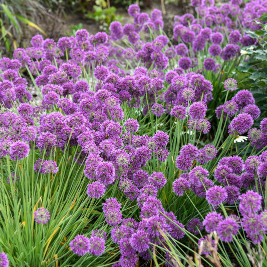 Lavender Bubbles' Allium - Photo Courtesy of Walters Gardens, Inc.