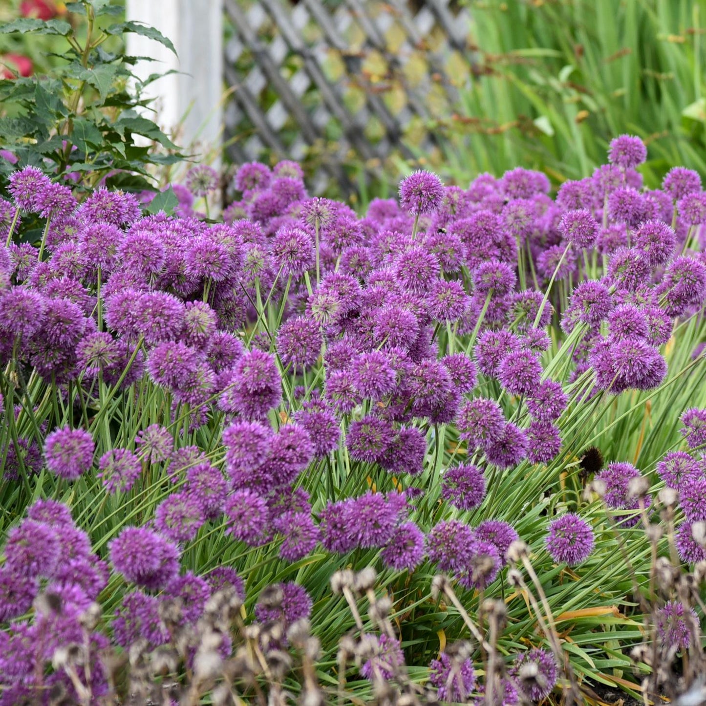 Lavender Bubbles' Allium - Photo Courtesy of Walters Gardens, Inc.