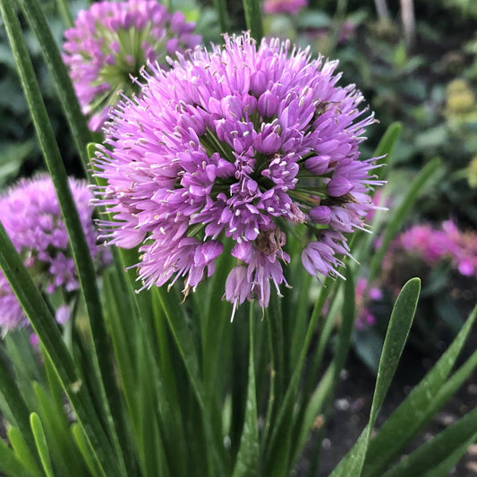 Millenium' Allium - Photo Property of Garden Crossings LLC