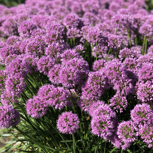 Serendipity' Allium - Photo Property of Garden Crossings LLC