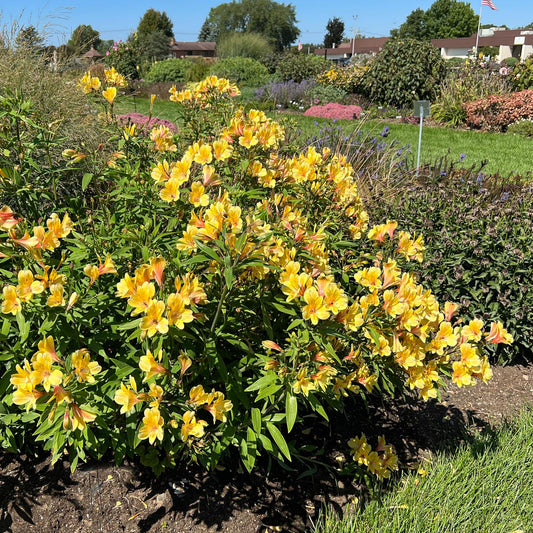 Golden Tiara' Peruvian Lily (Alstroemeria) - Photo Property of Garden Crossings LLC