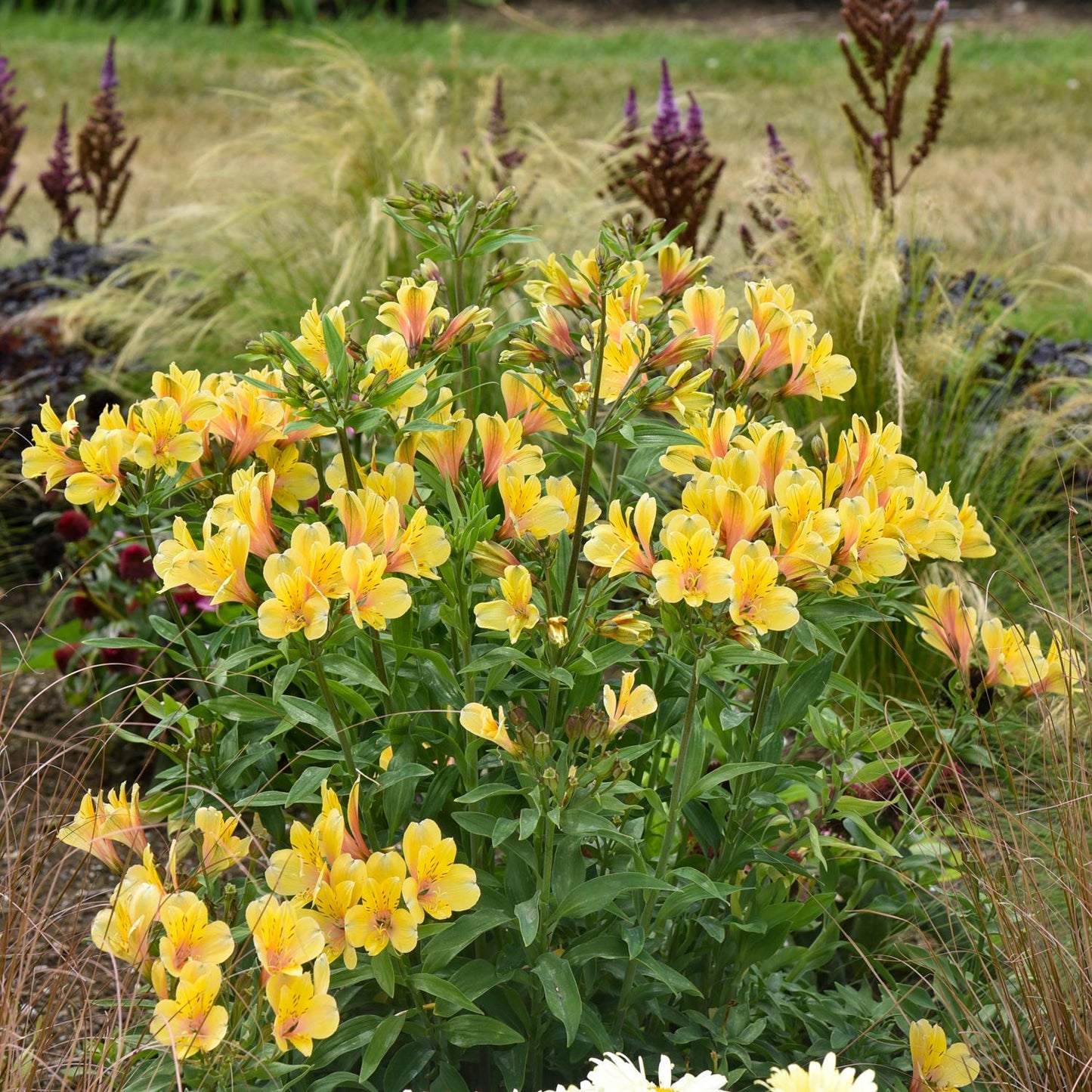 A vibrant cluster of ‘Golden Tiara’ Peruvian Lily (Alstroemeria) showcases yellow blooms with orange highlights amid green foliage and tall grasses - Photo Courtesy of Walters Gardens, Inc.