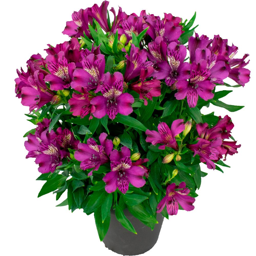 A potted 'Inca Batavia' Peruvian Lily (Alstroemeria) with vibrant purple flowers, green leaves, and several clusters of long-blooming perennial blossoms, isolated on a white background - Photo Courtesy of Ball Horticulture, Inc. Decorative pot not included.
