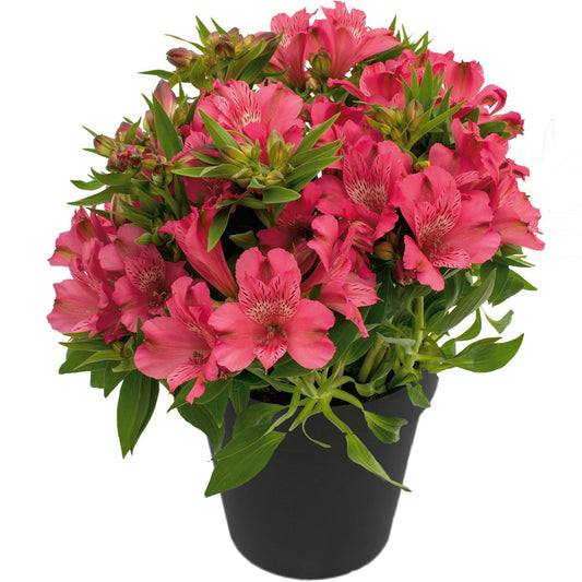 Inca Candy' Peruvian Lily (Alstroemeria) - Photo Courtesy of Gulley Greenhouse
