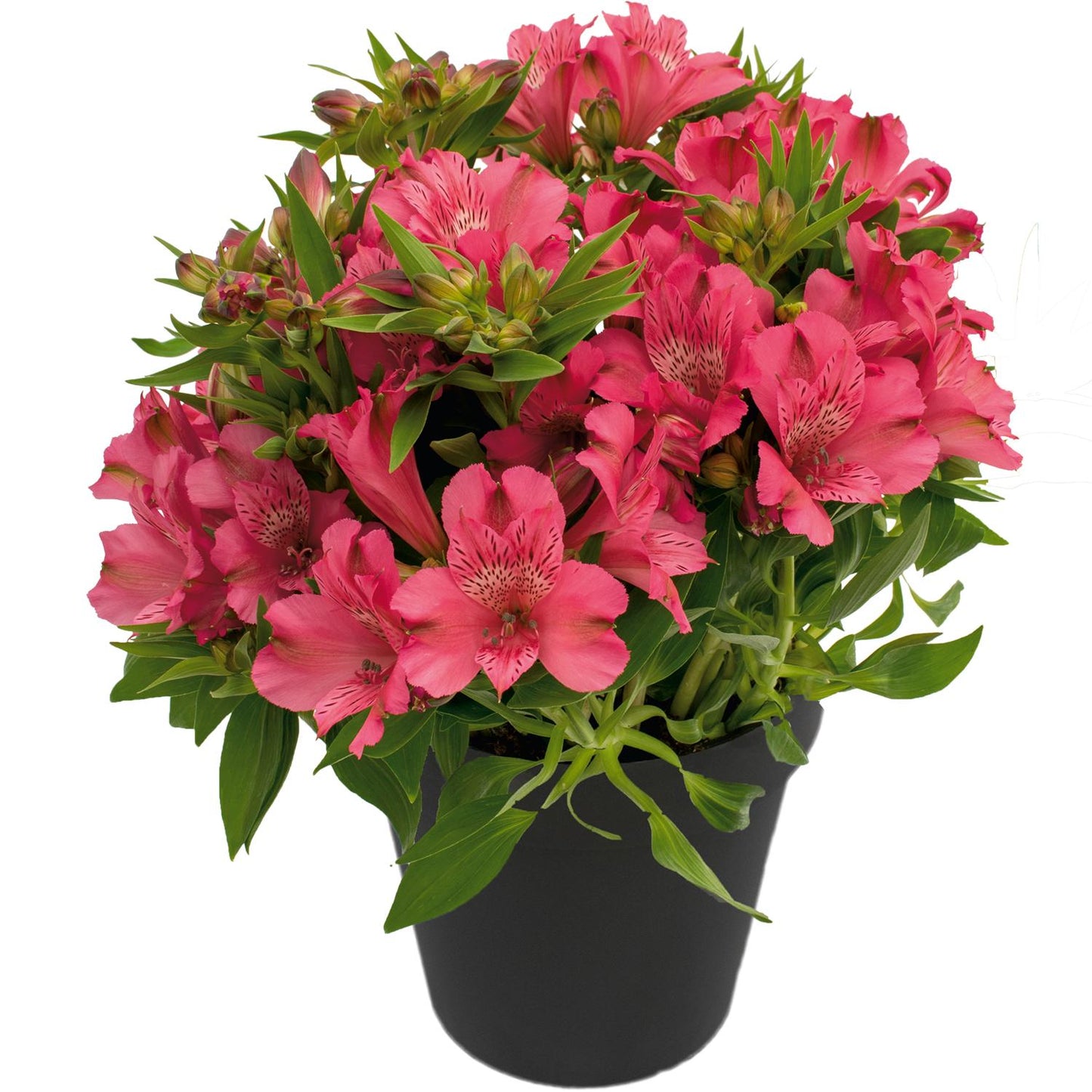 A black pot filled with vibrant pink 'Inca Candy' Peruvian Lily (Alstroemeria) blooms and lush green leaves, set against a white background - Photo Courtesy of Gulley Greenhouse. Decorative pot not included.
