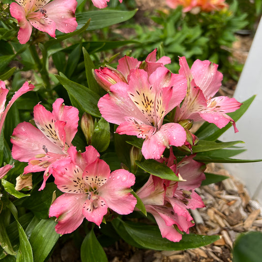 Inca Coral' Peruvian Lily (Alstroemeria) - Photo Property of Garden Crossings LLC