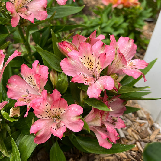 A cluster of fresh 'Inca Coral' Peruvian Lily (Alstroemeria) blooms with vibrant pink petals, dark speckles, and green leaves atop wood mulch. Water droplets glisten on the petals, highlighting their vivid color - Photo Property of Garden Crossings LLC.
