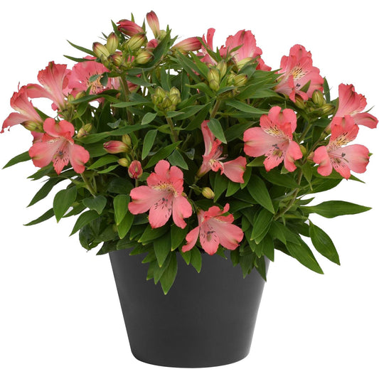 A potted 'Inca Coral' Peruvian Lily (Alstroemeria) with vibrant pink flowers and green leaves in a simple black pot, displayed against a white background - Photo Courtesy of Gulley Greenhouse. Decorative pot not included.
