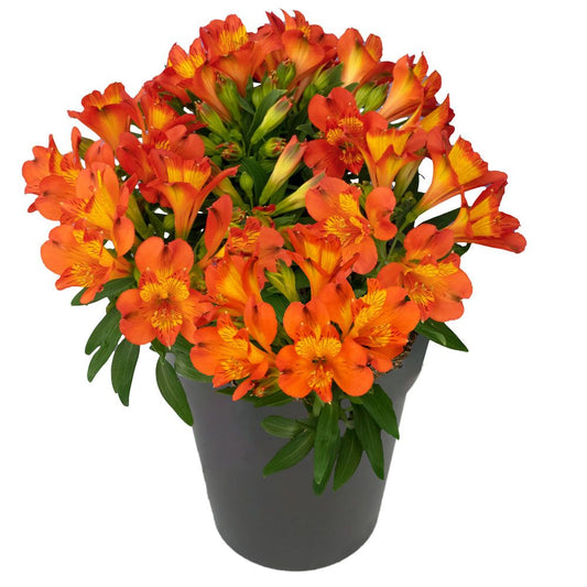 Inca Holland' Peruvian Lily (Alstroemeria) - Photo Courtesy of Ball Horticulure, Inc.