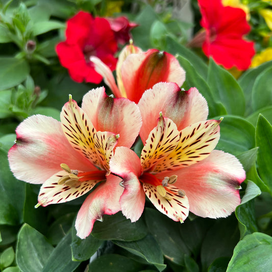 Inca Husky' Peruvian Lily (Alstroemeria) - Photo Property of Garden Crossings LLC